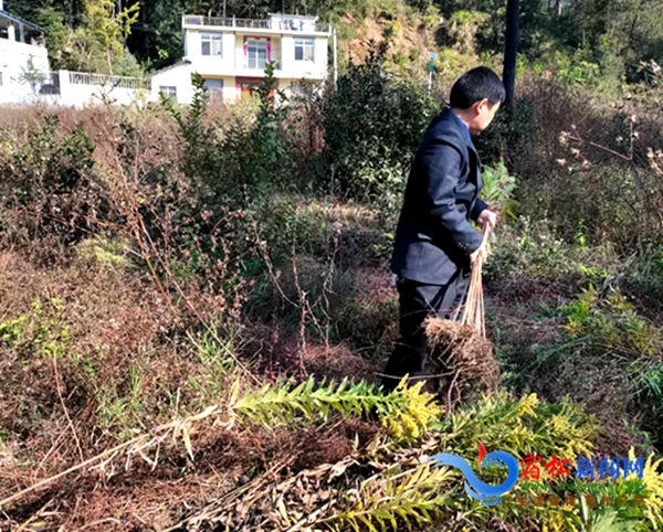 鏟除“一枝黃花” (2)_副本.jpg